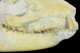 Fossil Oreodont (Merycoidodon) Skull - Wyoming #134358-5